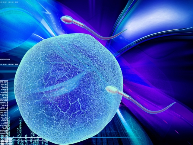 bioetika, oplodnenie, vajíčko, spermia, genetika