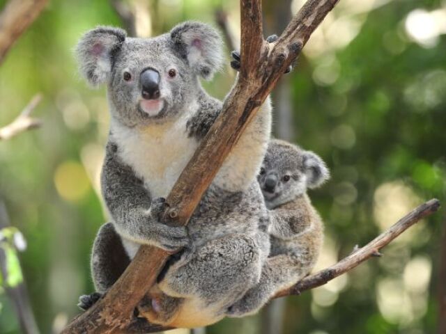 koala