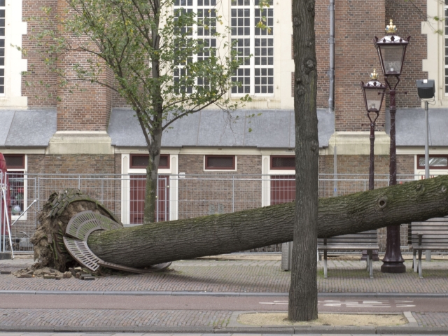 Holandsko, búrka, vietor, strom, Amsterdam
