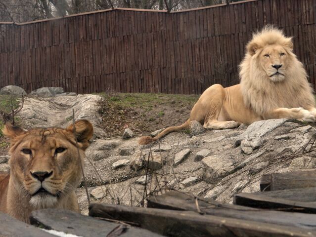 lev, levy, zoo
