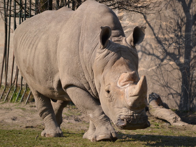 nosorožec, zoo,