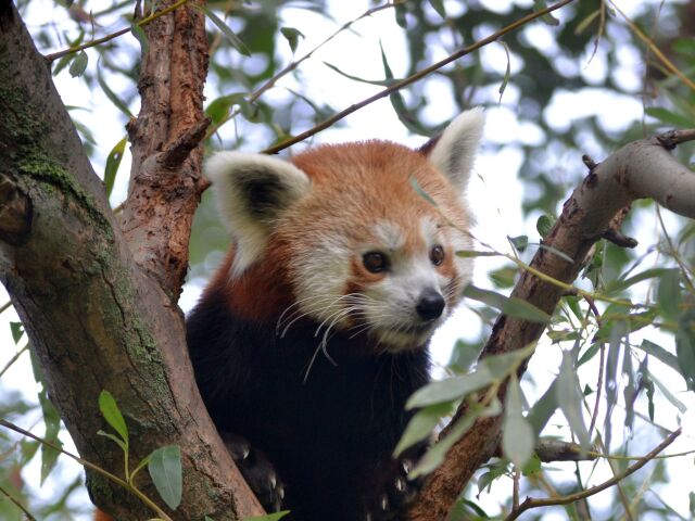 panda, zoo,