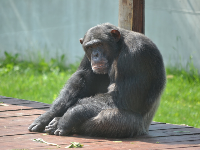 šimpnaz, orangutan, opica, zoo