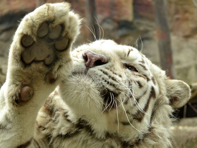 tiger, šelma, zoo