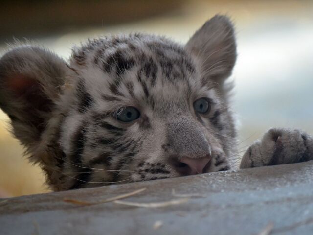tiger, tigrica, zoo
