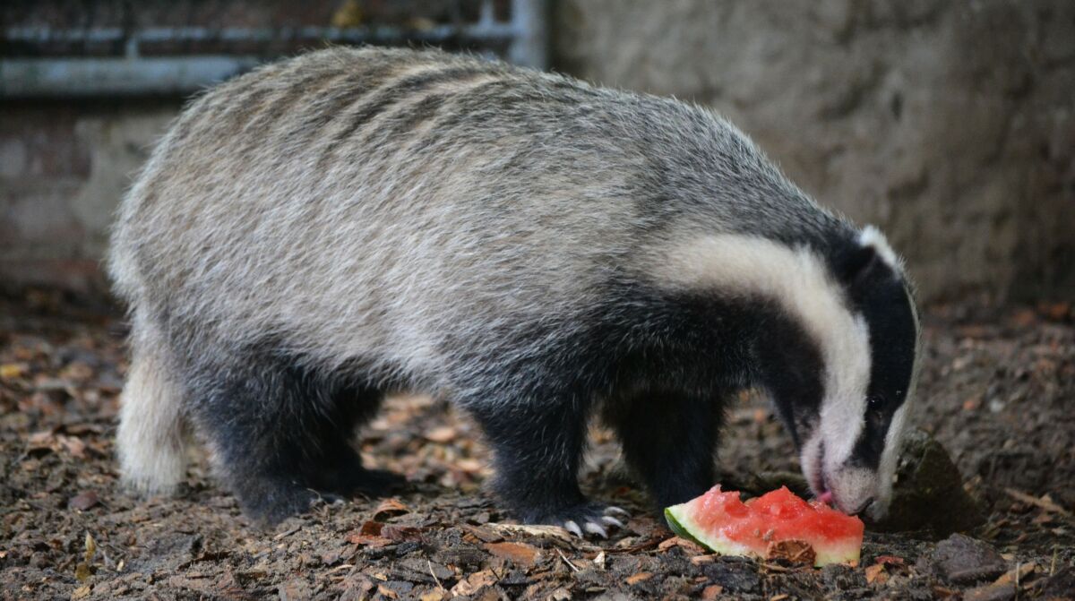 jazvec, melón, zoo