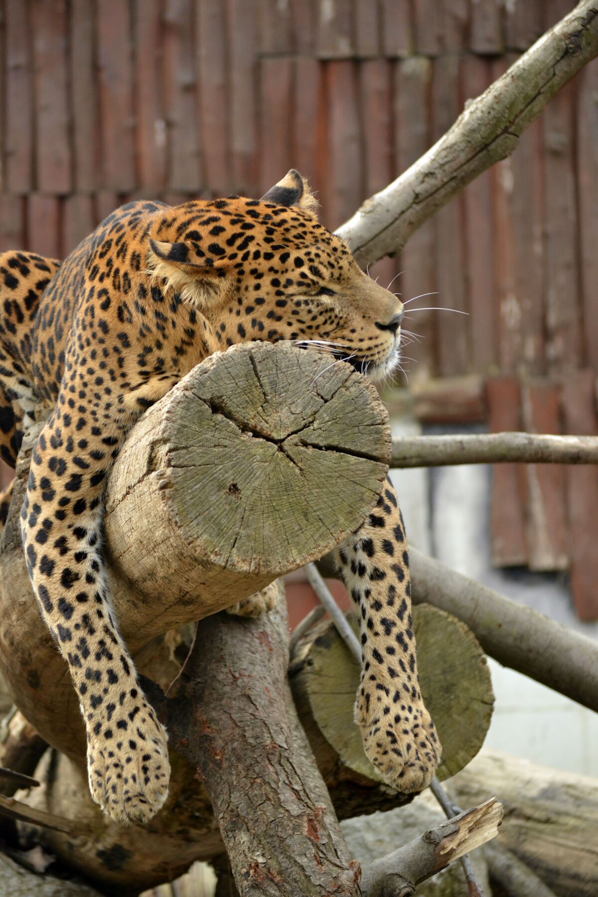leopard, zoo,