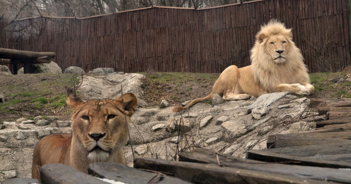 lev, levy, zoo