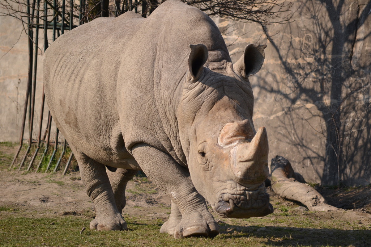 nosorožec, zoo,