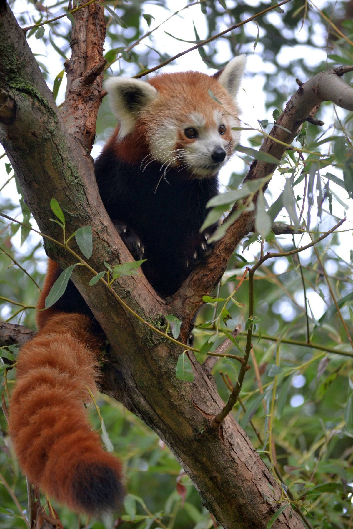panda, zoo,