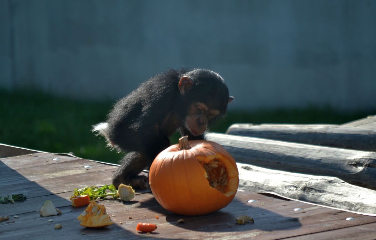 šimpanz, mláďa, zoo