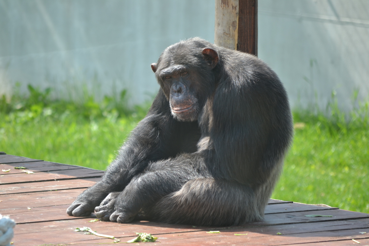 šimpnaz, orangutan, opica, zoo