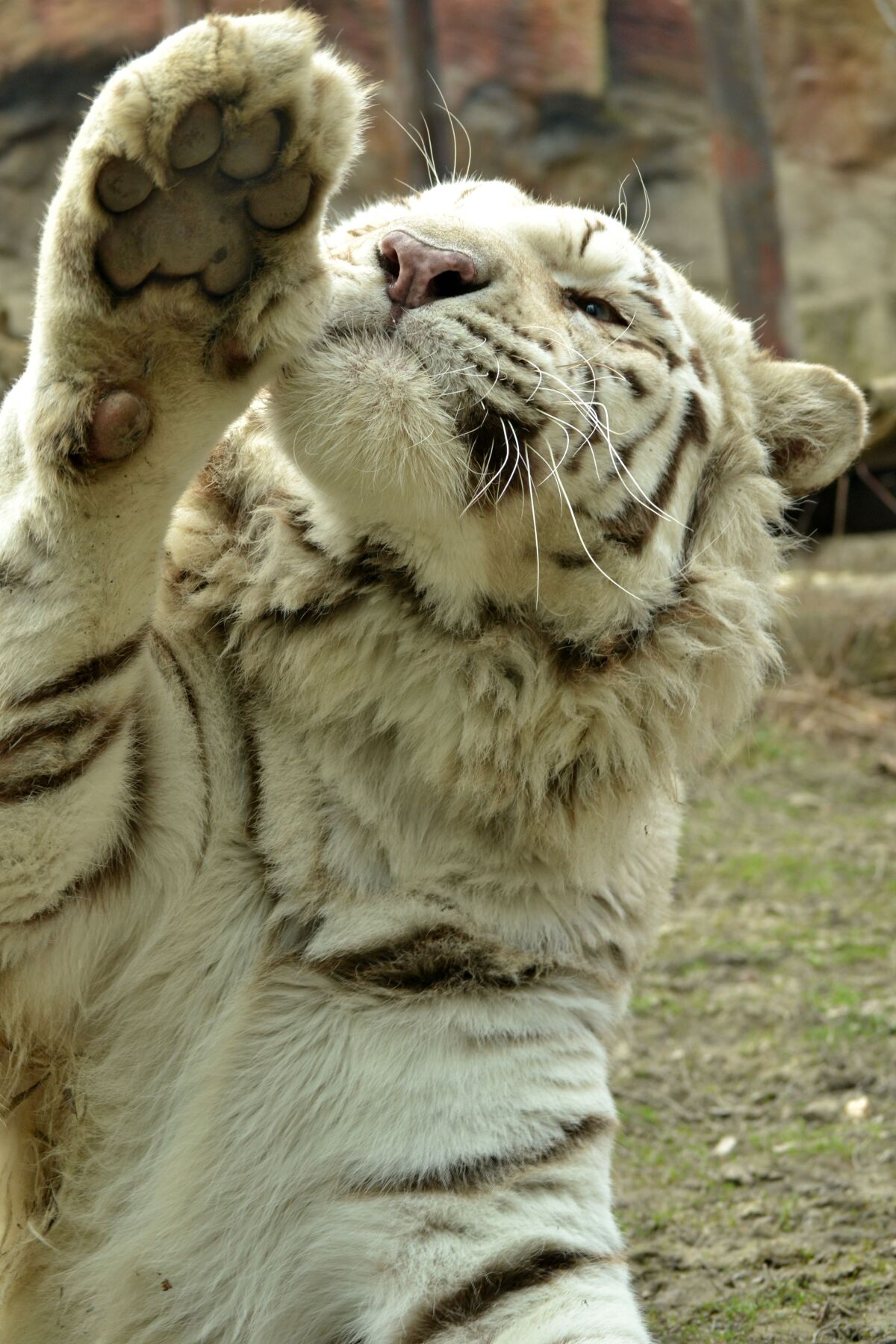 tiger, šelma, zoo