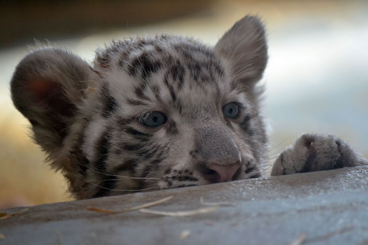 tiger, tigrica, zoo