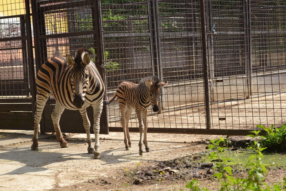 zebra, zoo,