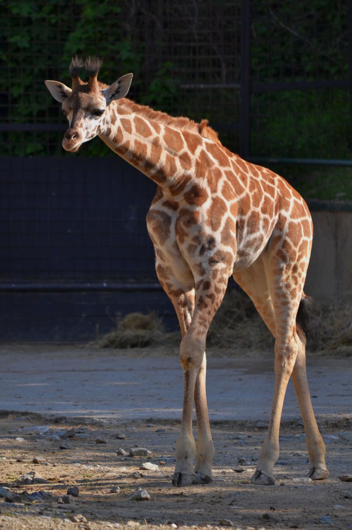 žirafa, zoo,