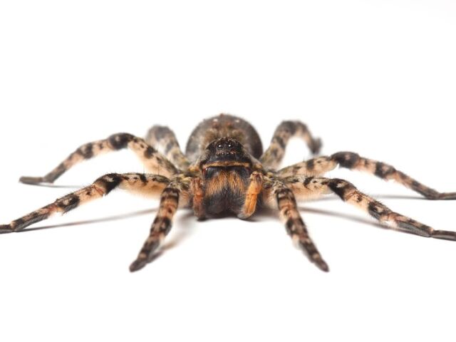 Strehúň škvrnitý, Lycosa singoriensis, pavúk