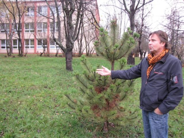 škola, Gálik