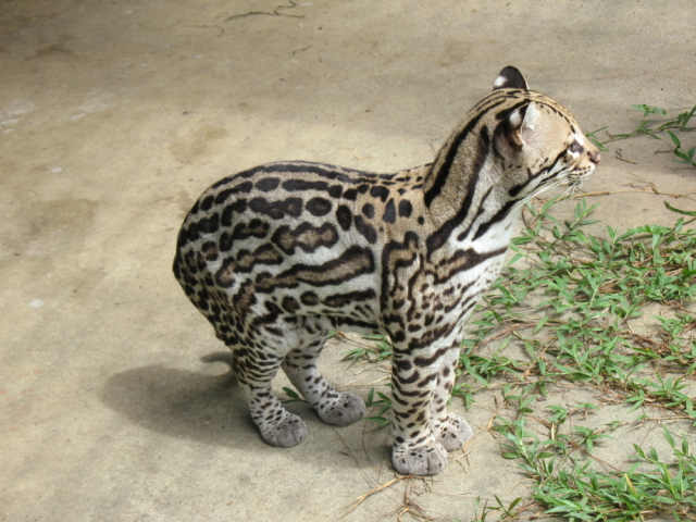ocelot stromový