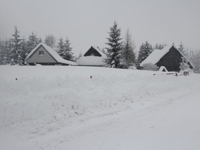 Orava, sneh, kalamita