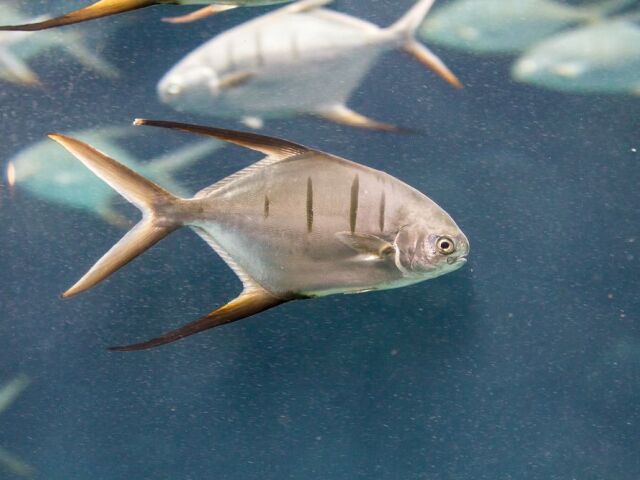 piraňa, palometa