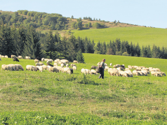 ovce, salaš, bača, vidiek, dedina, región, lúka