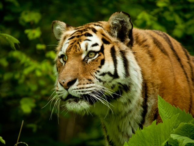 tiger indický