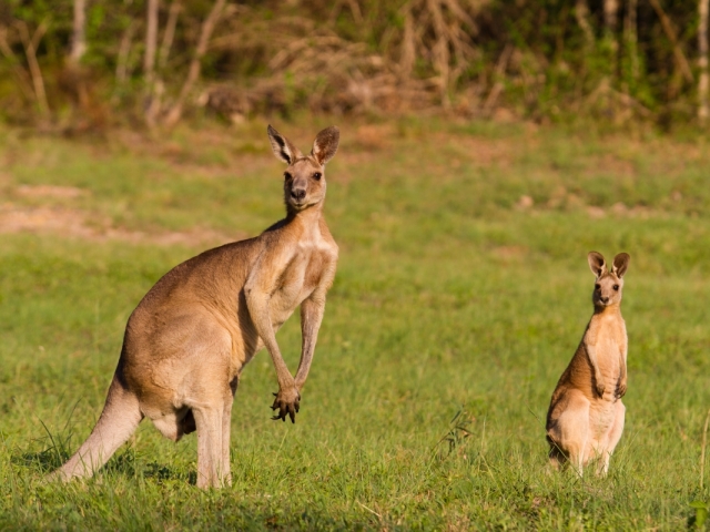 kengura, Austrália