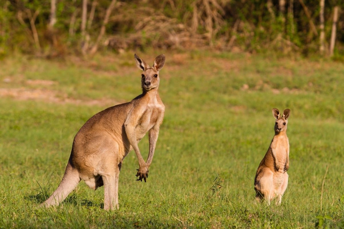 kengura, Austrália