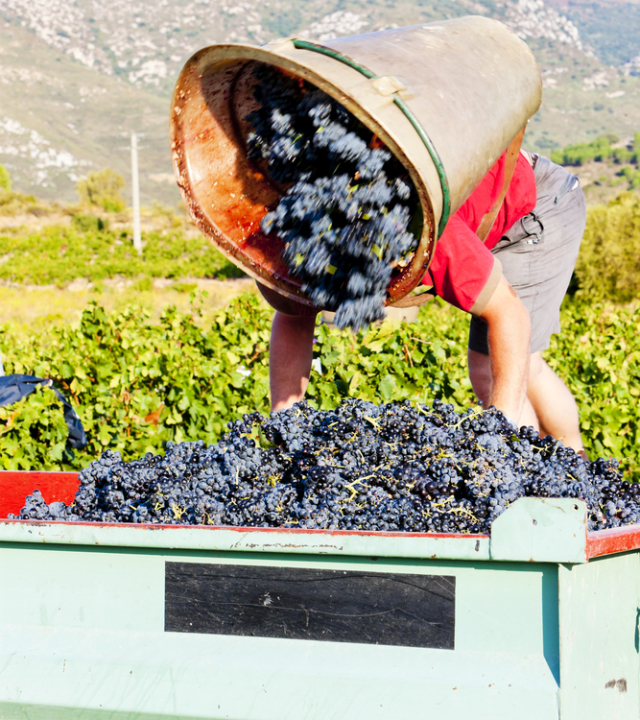 languedoc, vinič, vinohrad