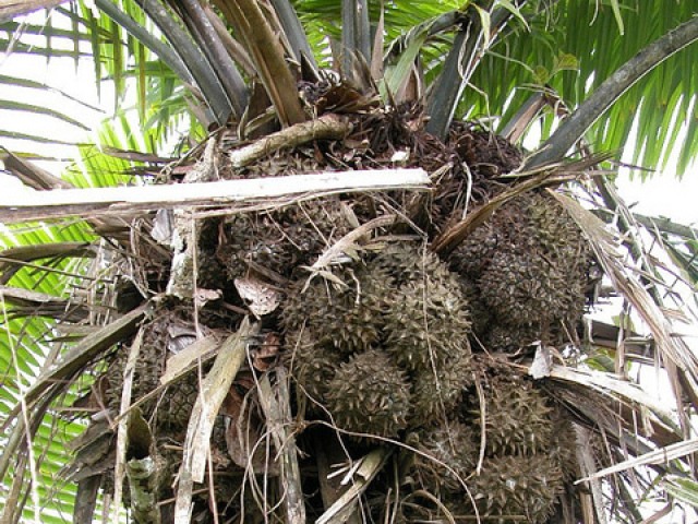 trsy na palme
