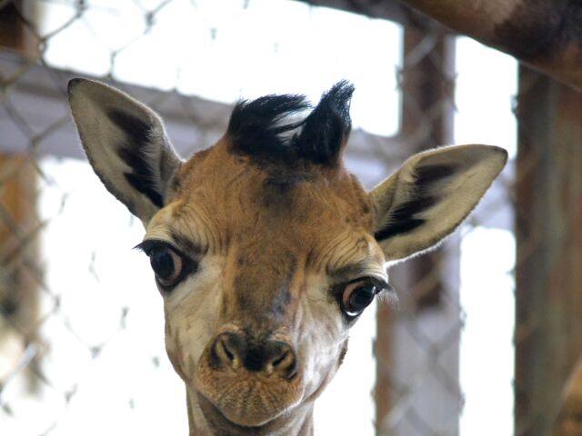 ZOO, prírastok v rodine žiráf, žirafa, mláďa, Bratislava