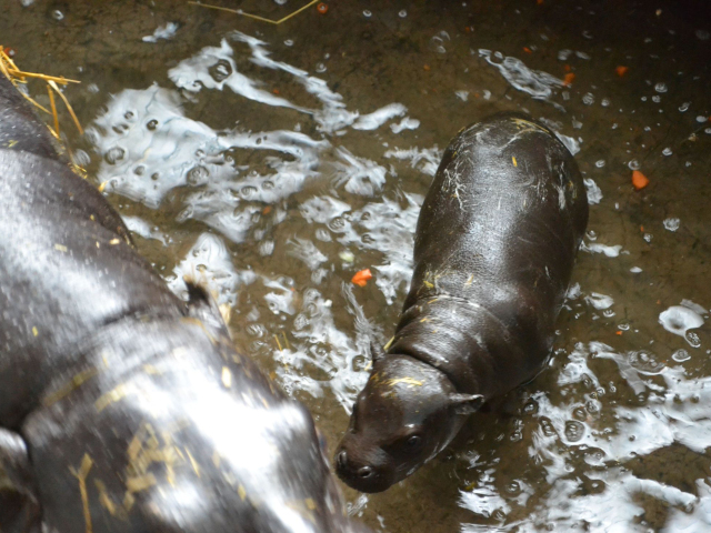 ZOO, Bratislava, hroch