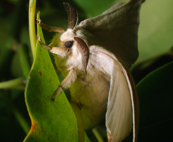 motýľ, hodváb, listy, larva
