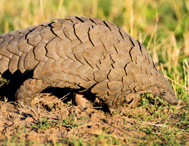pangolin, šupinavec, chvost,