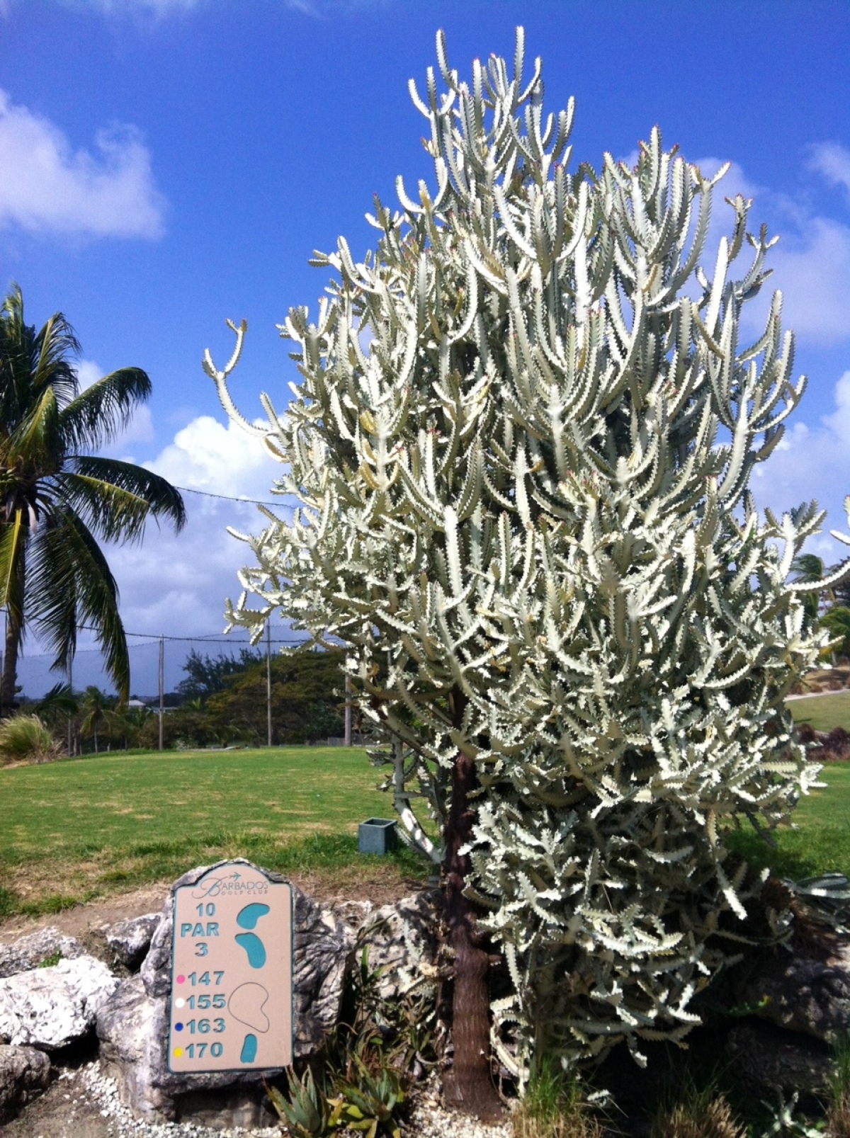 kaktus Barbados, golf