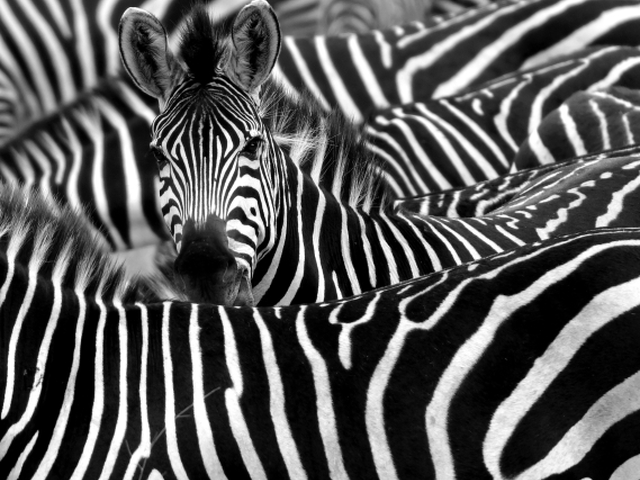 zebra