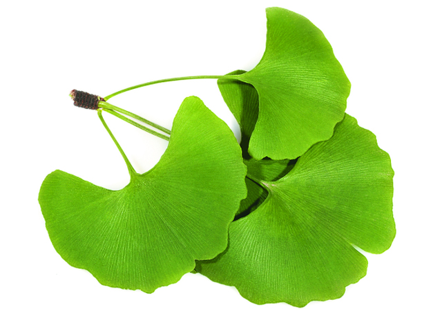 ginko