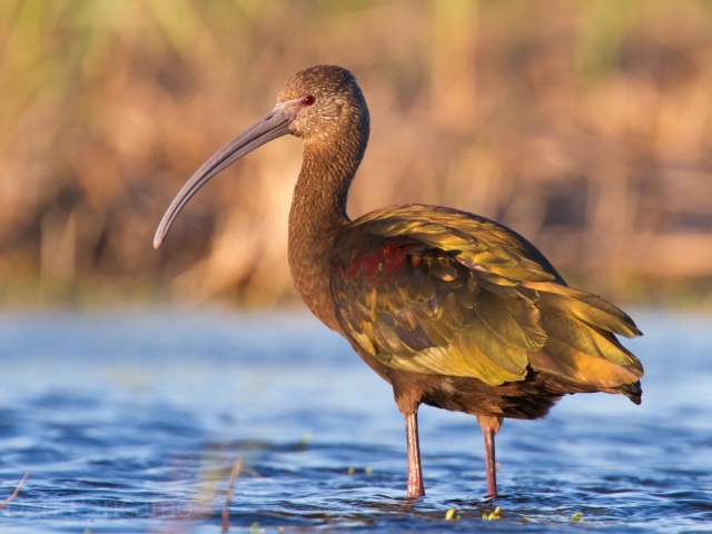 Ibis, vták