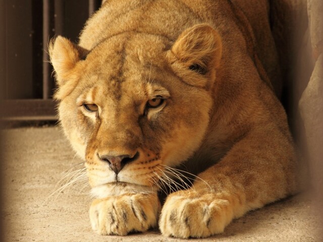 levica, levica Zora, ZOO