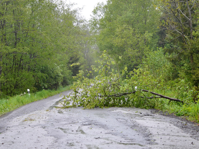Vysoké Tatry, strom, vietor