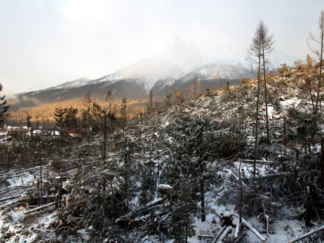 tatry, kalamita, stromy