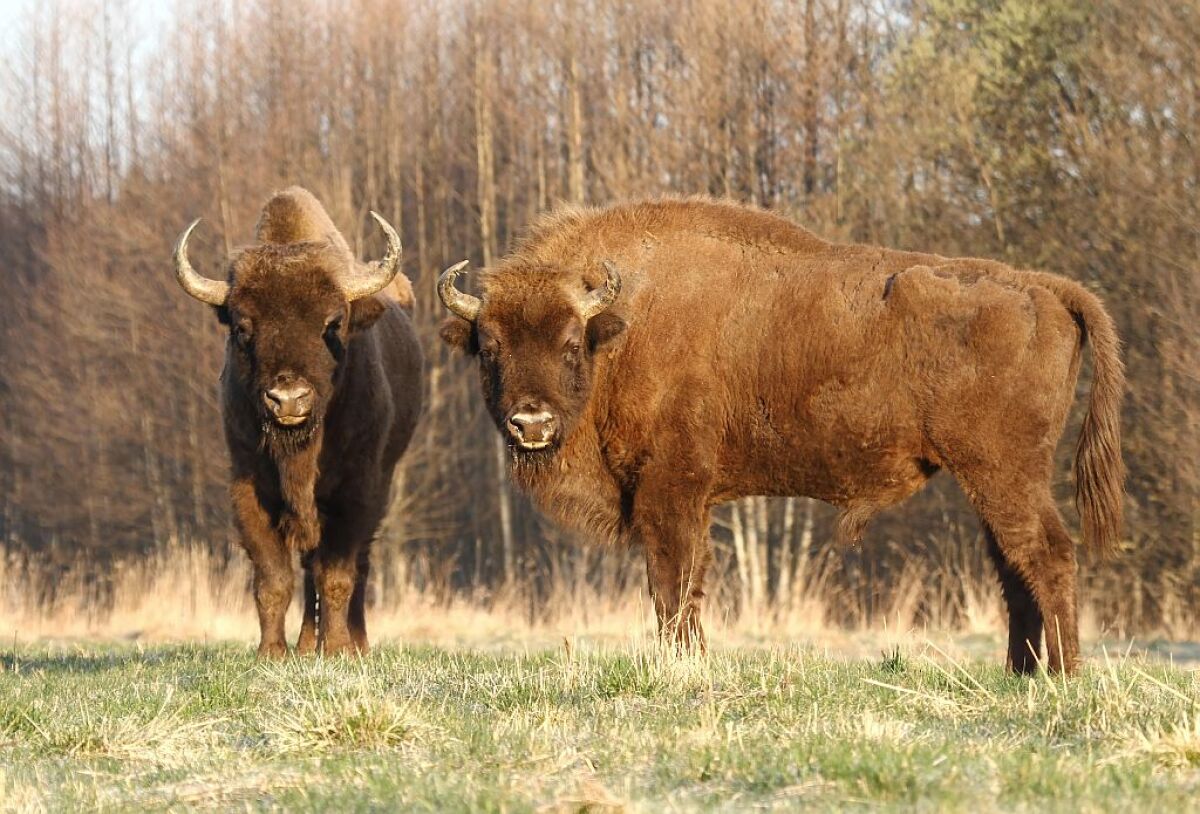 Zubor lesný, zubry, Rumunsko