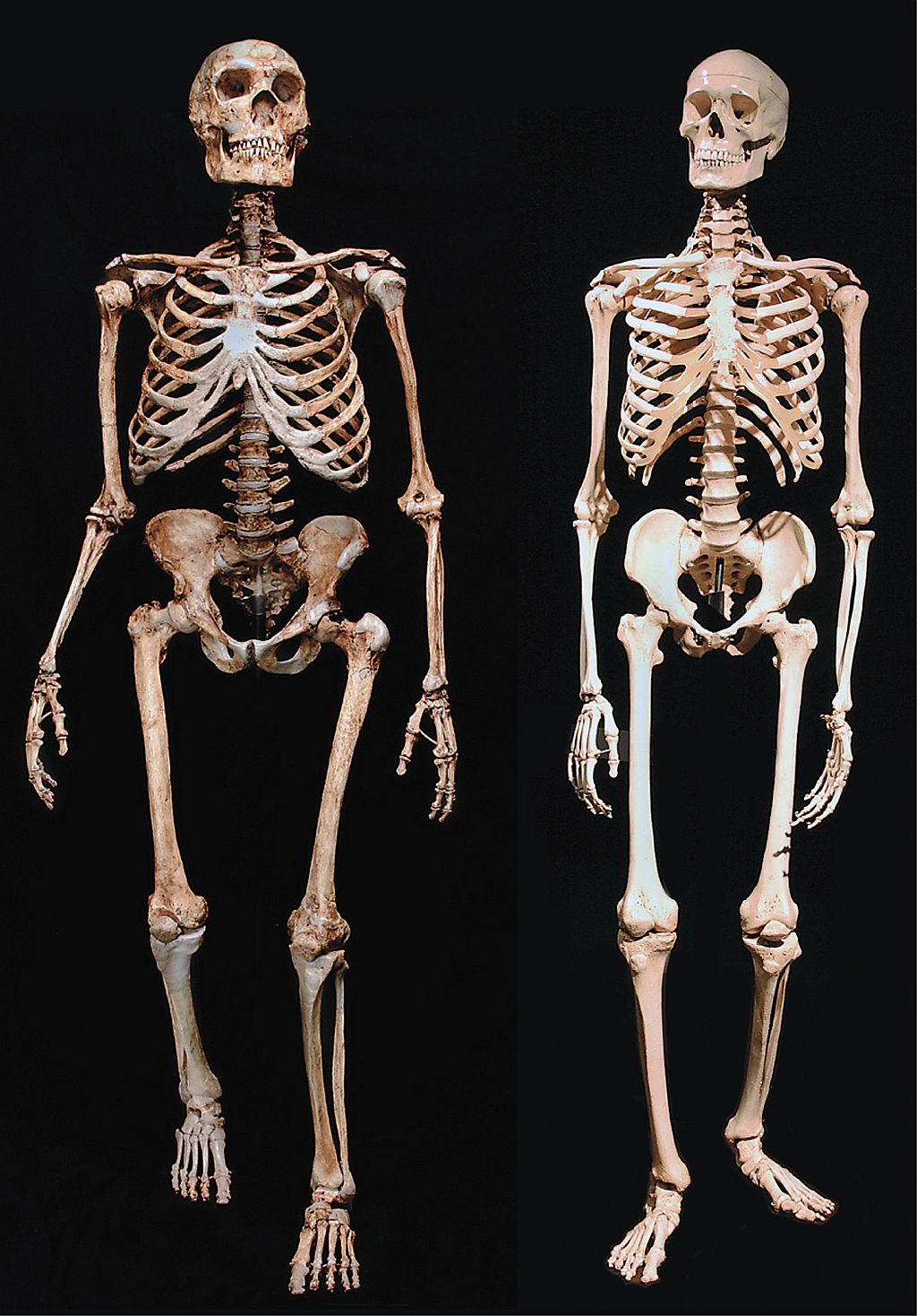 Porovnanie kostier typického neandertálca (vľavo) a typického sapienta, čiže príslušníka nášho druhu Homo sapiens.