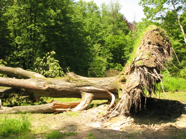 Betliar, strom, víchrica