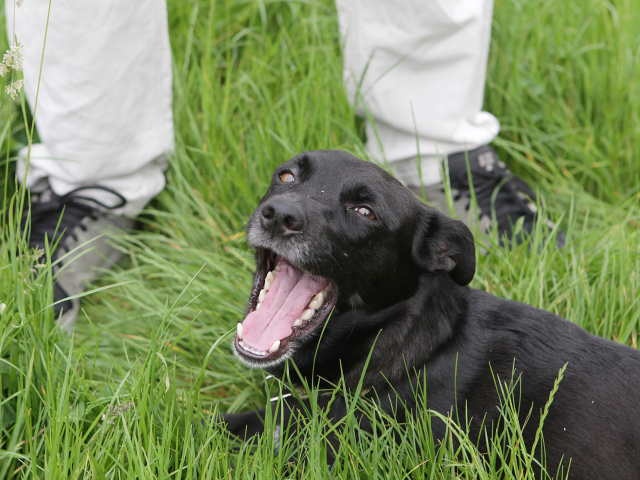pes, zývanie, jazyk, čierny pes
