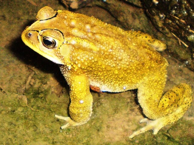 žaba, ropucha, madagaskar,