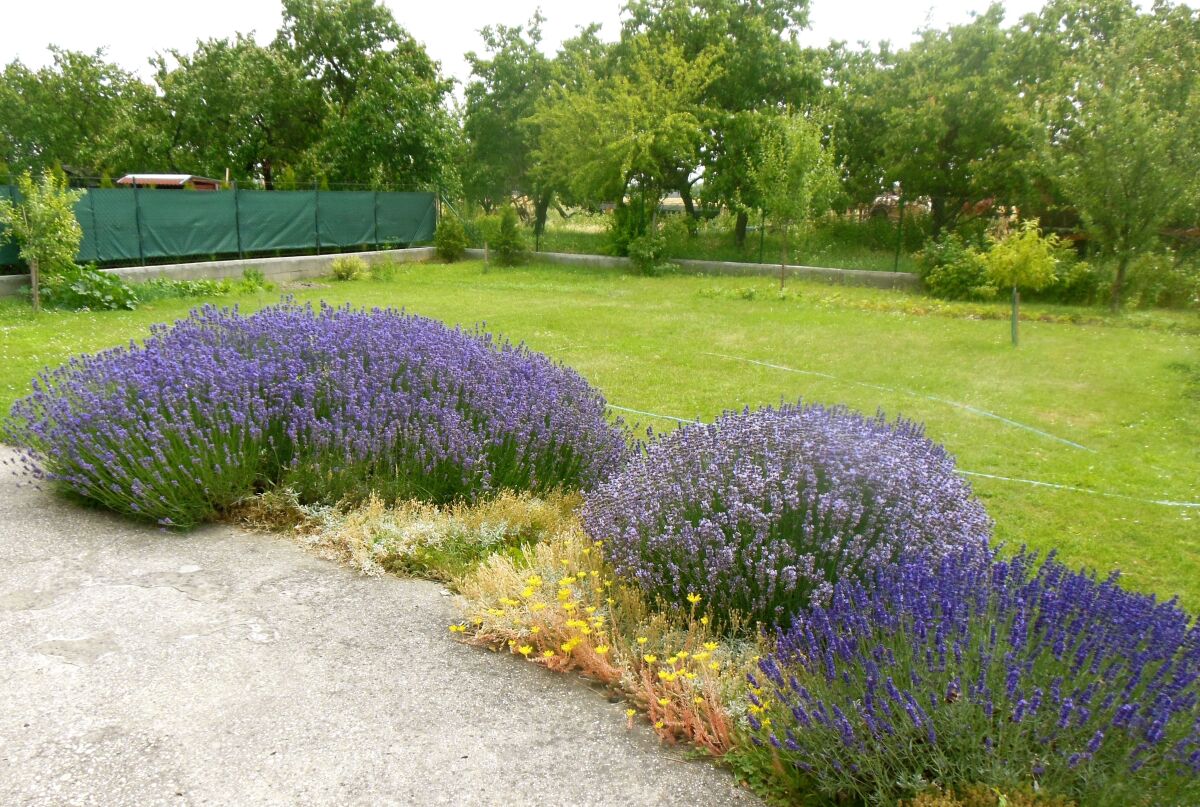 levanduľa