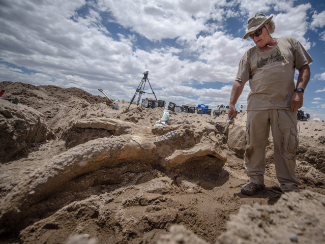 USA, slon, praslon, Albuquerque, fosília, stegomastodont