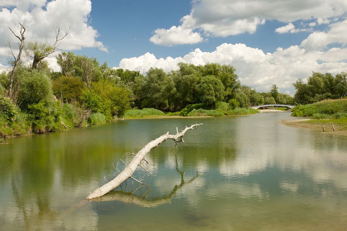 Dunaj, Dunajské luhy, voda, Viedeň, Bratislava, Budapešť, živočíchy